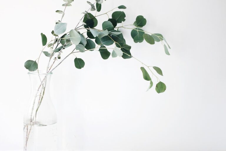 A clear glass vase with green eucalyptus branches on a white background, illustrating minimalist decor for a clean store environment.